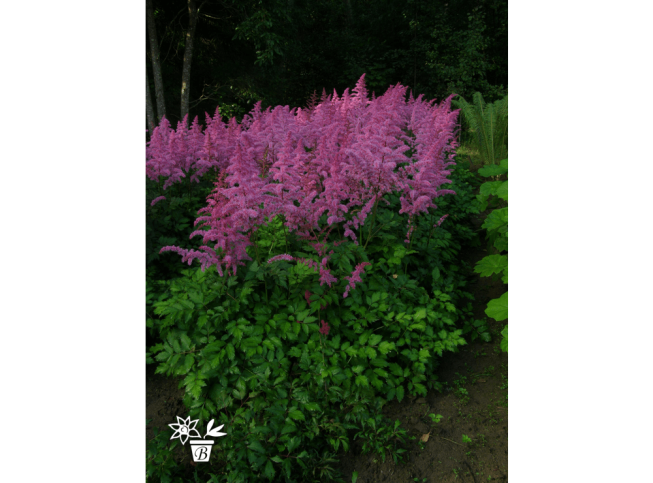 Astilbe chinensis   'Love and Pride'